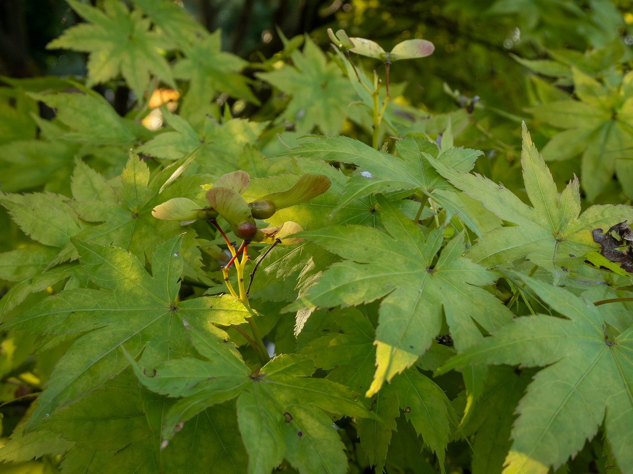 Acer palmatum _2025-08-18_1-3