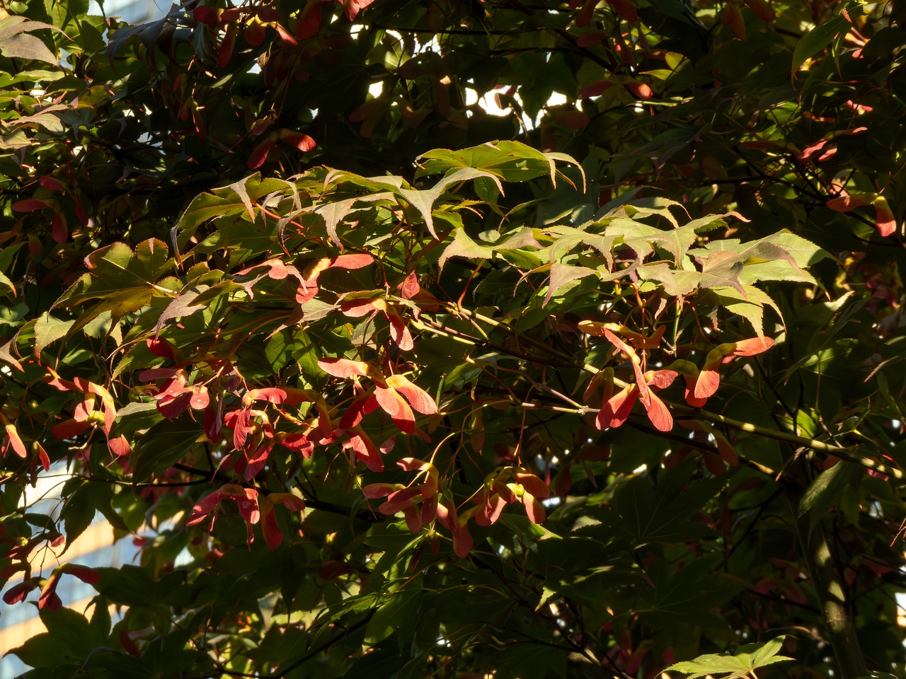 Acer palmatum _2025-08-18_1-4