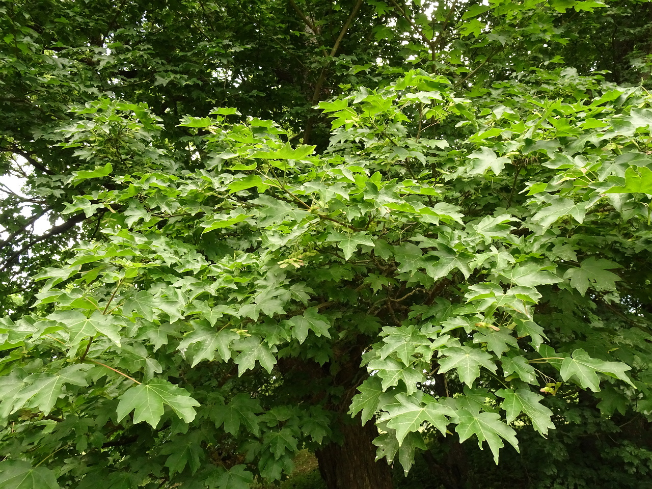 DSC04375