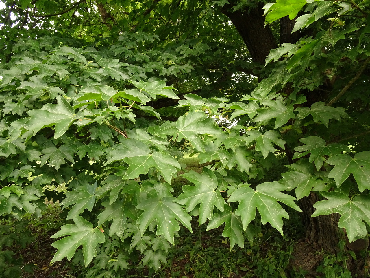 DSC04376