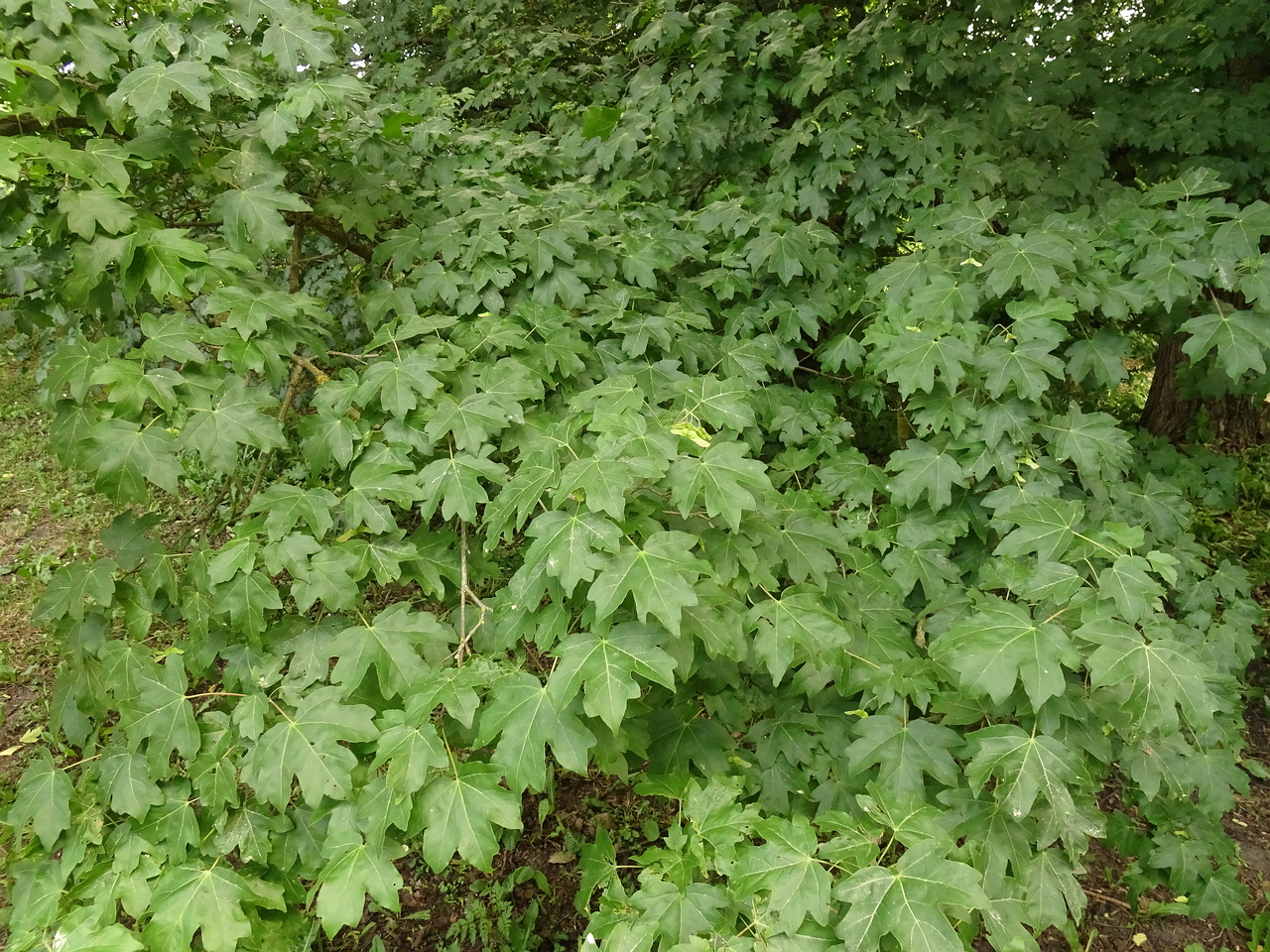 DSC04381