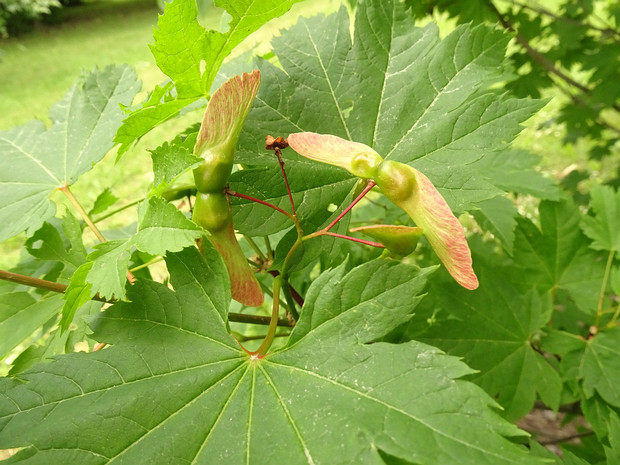 Клён завитой - Acer circinatum