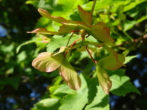 Клён ложнозибольдов - Acer pseudosieboldianum
