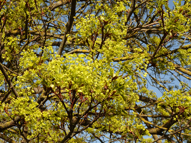 Клён остролистный - Acer platanoides