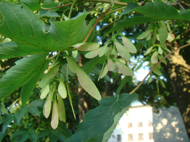 Клён псевдоплатановый - Acer pseudoplatanus