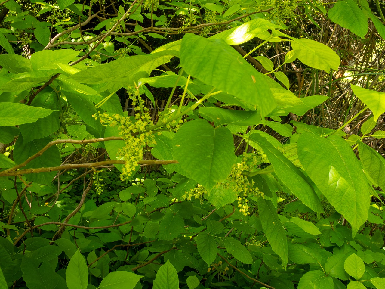 Rhus ambigua _2025-05-13_1-1