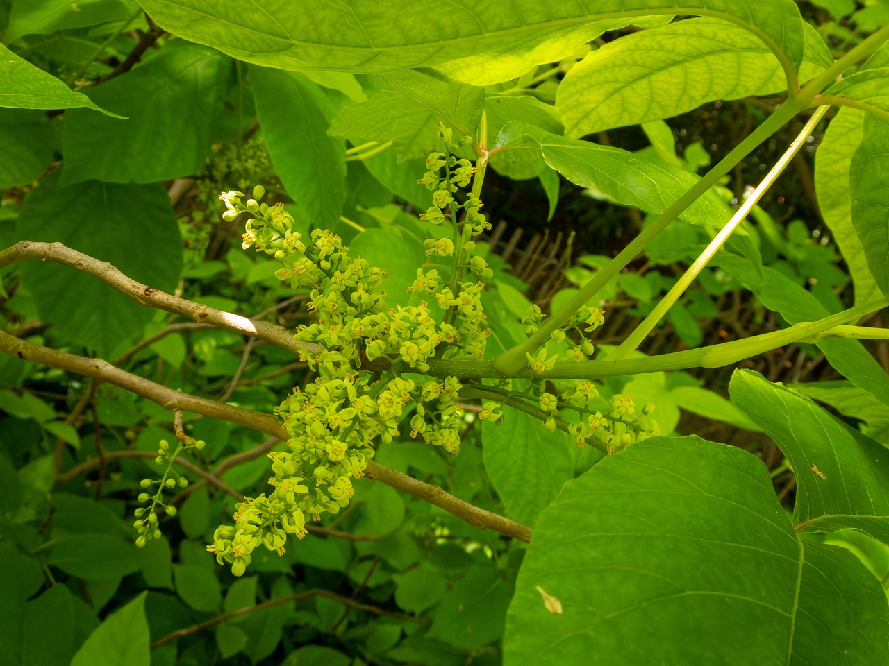 Rhus ambigua _2025-05-13_1-3