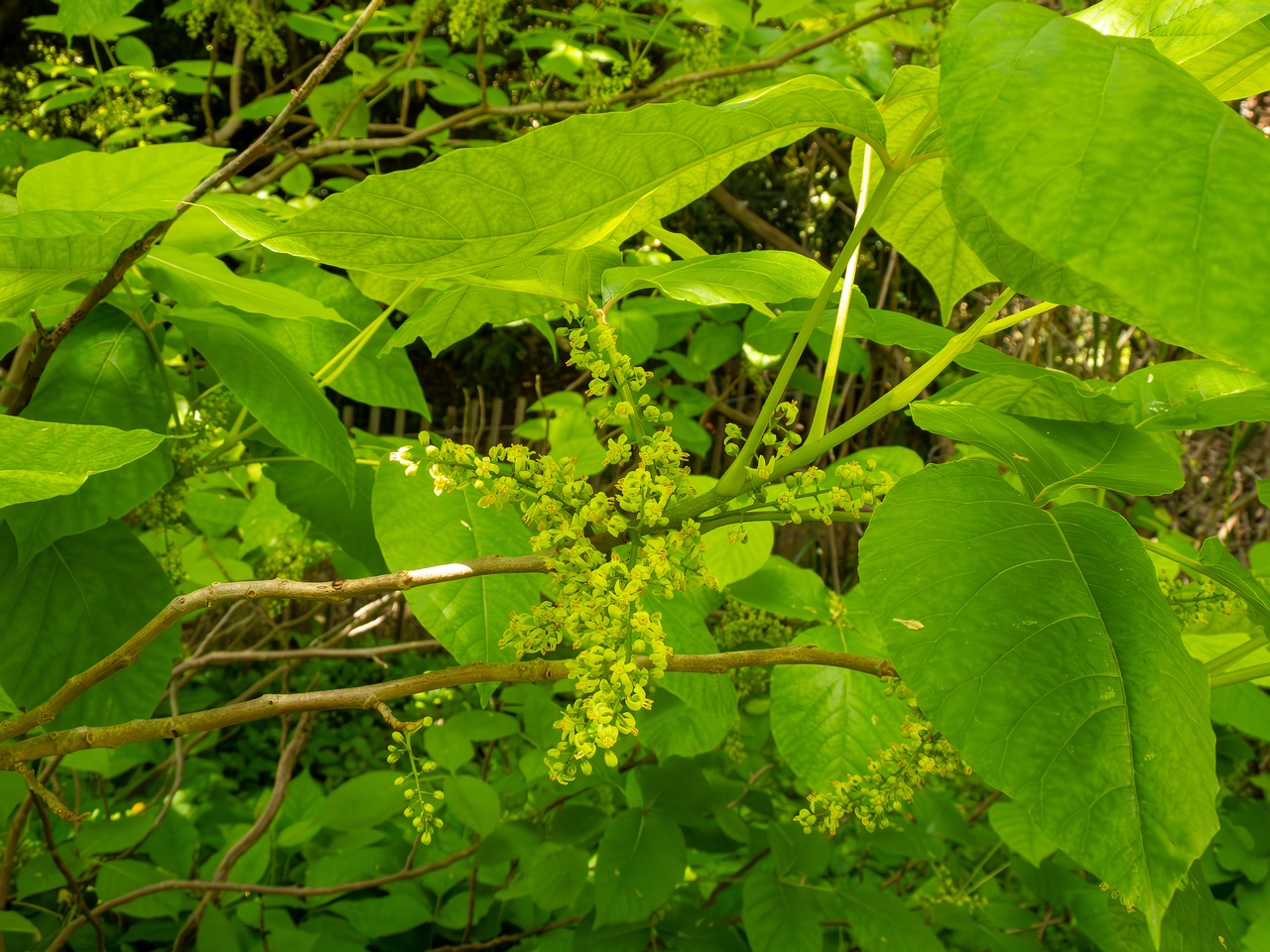 Rhus ambigua _2025-05-13_1-4