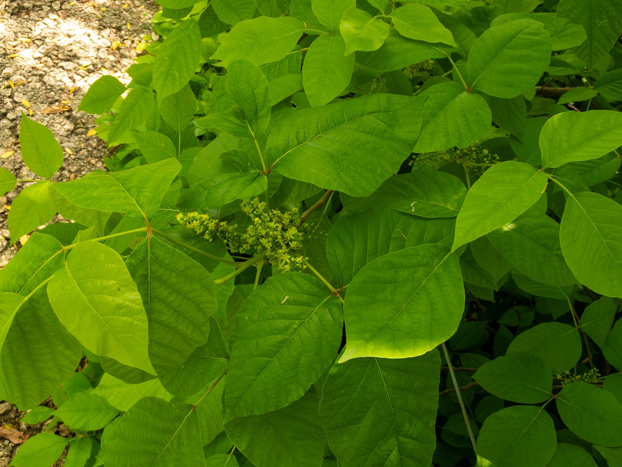 Rhus ambigua _2025-05-13_1-5