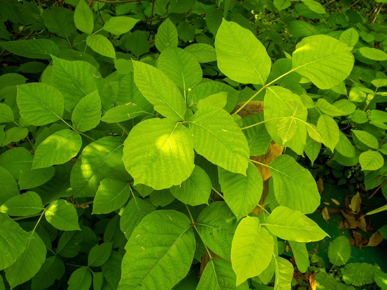 Rhus ambigua _2025-05-13_1-6