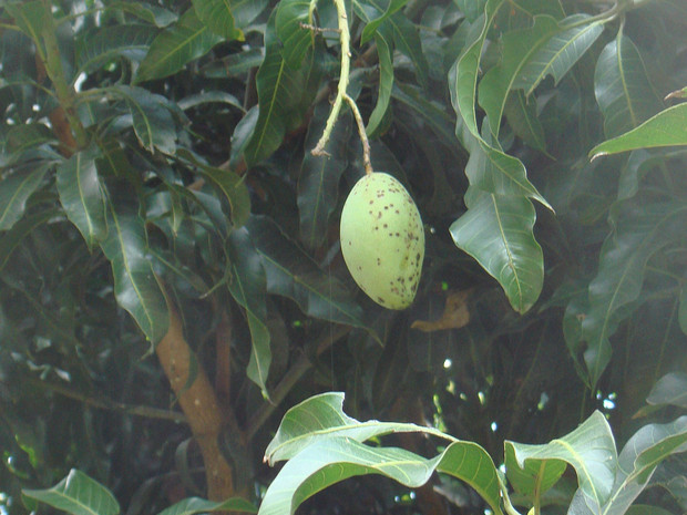 Мангифера индийская - Mangifera indica