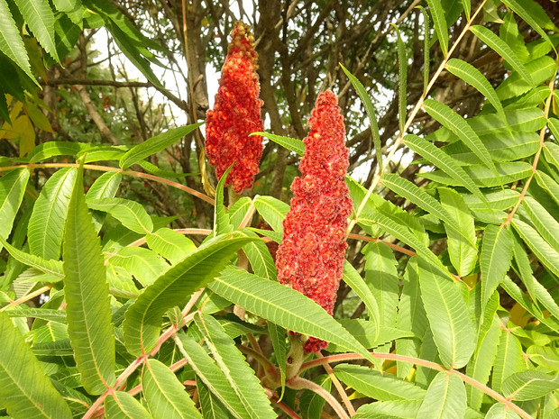 Сумаховые - Anacardiaceae The Anacardiaceae, commonly known as the cashew family or sumac family, are a family of flowering plants, including...