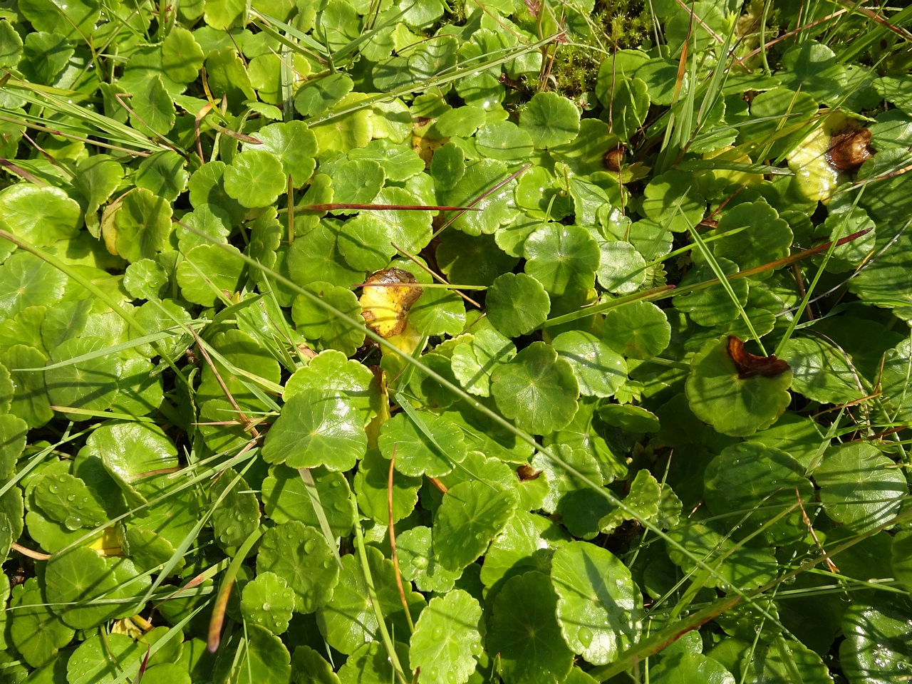 Hydrocotyle vulgaris 23-Jul-19 _ 15_27_40