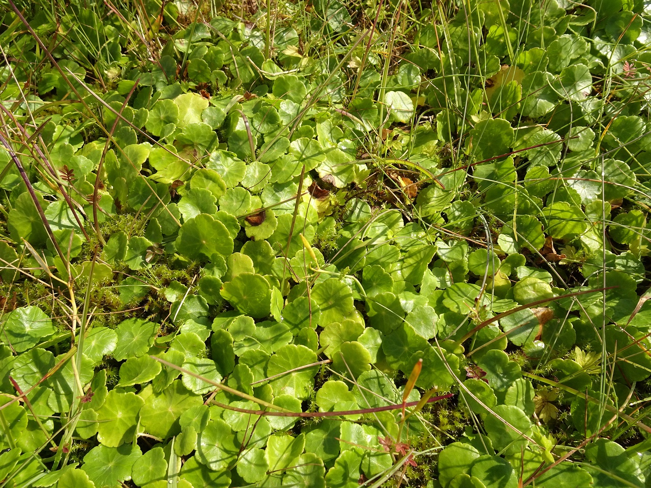 Hydrocotyle vulgaris 23-Jul-19 _ 15_27_44