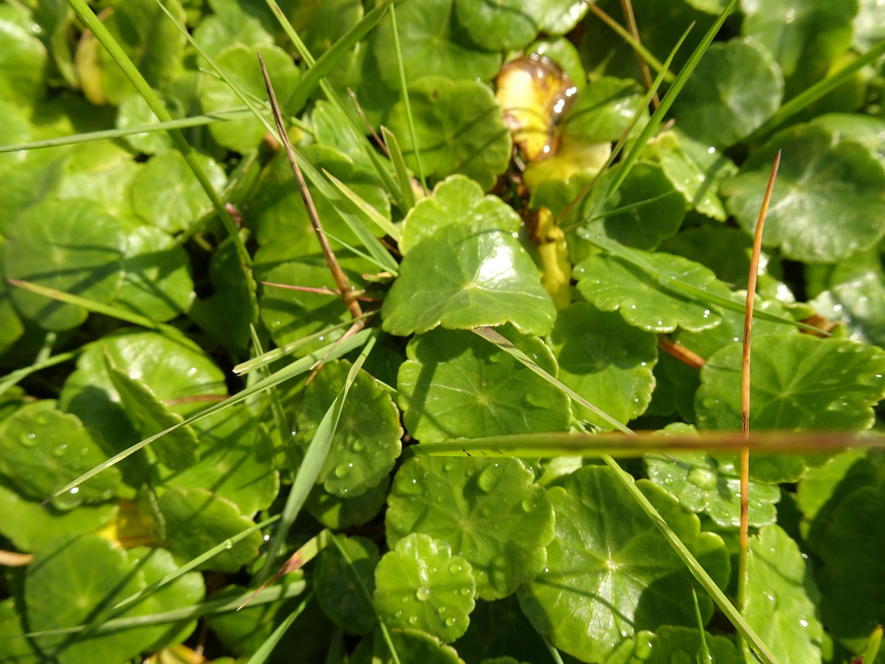 Hydrocotyle vulgaris 23-Jul-19 _ 15_27_48