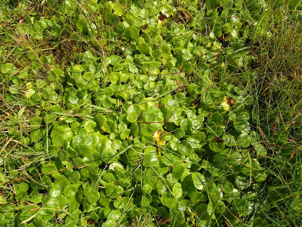 Hydrocotyle vulgaris 23-Jul-19 _ 15_27_52