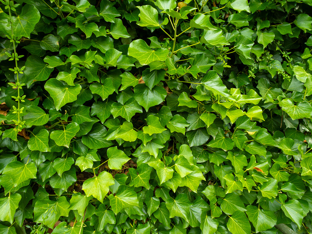 Плющ атлантический - Hedera hibernica