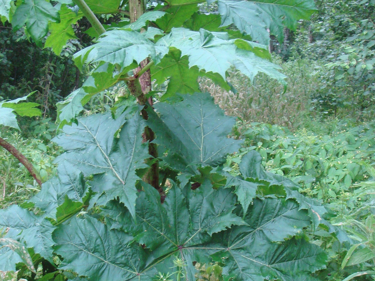 DSC08103