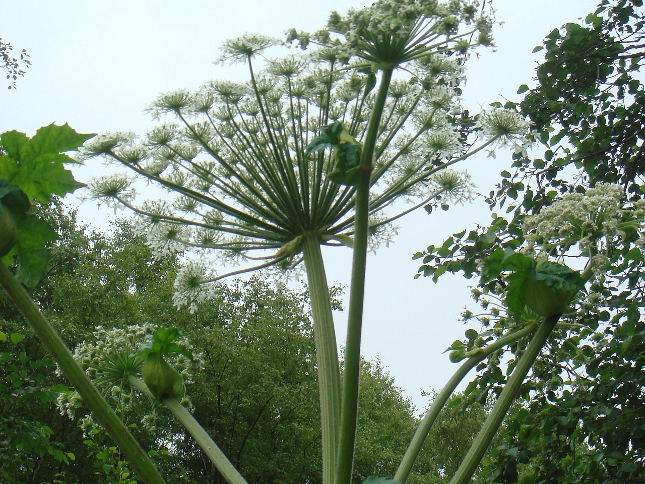 DSC08107