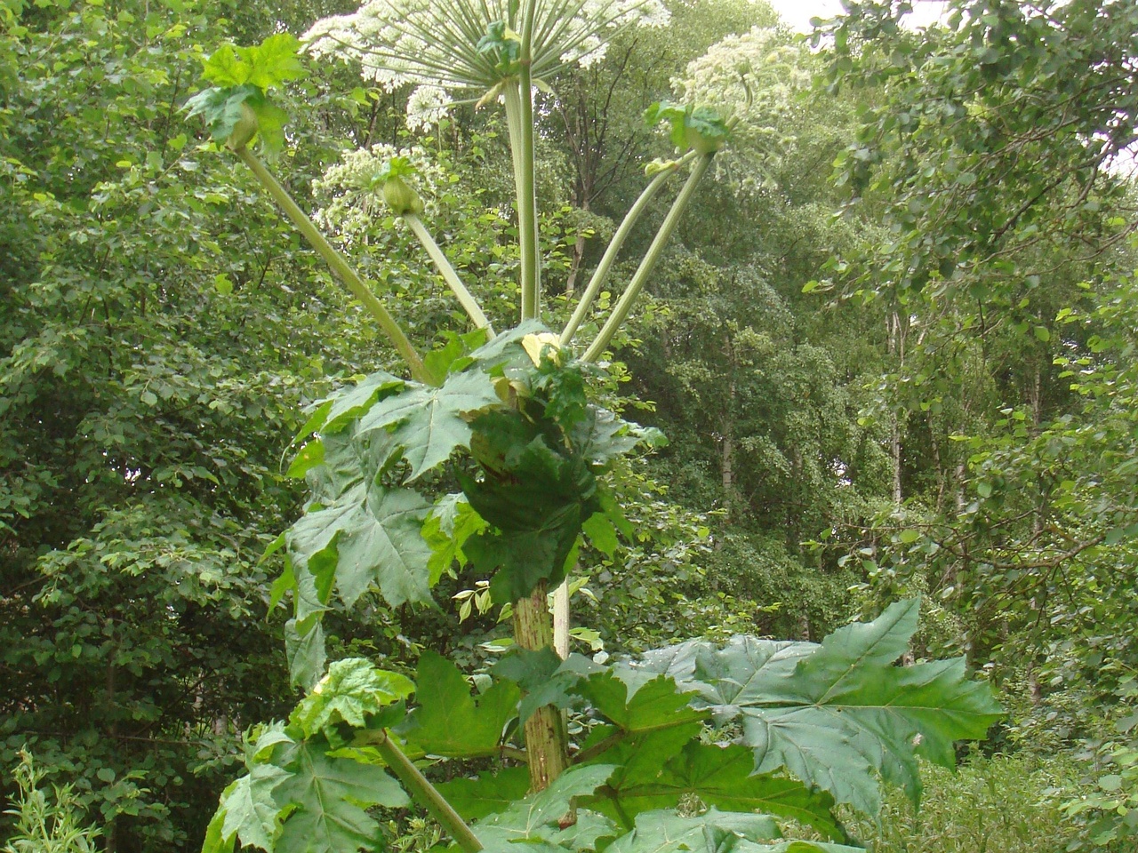DSC08108
