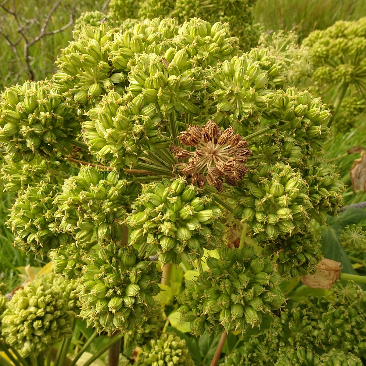 Angelica archangelica 23-Jul-19 _ 12_16_26