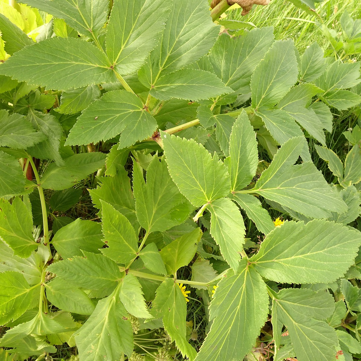 Angelica archangelica 23-Jul-19 _ 12_16_46