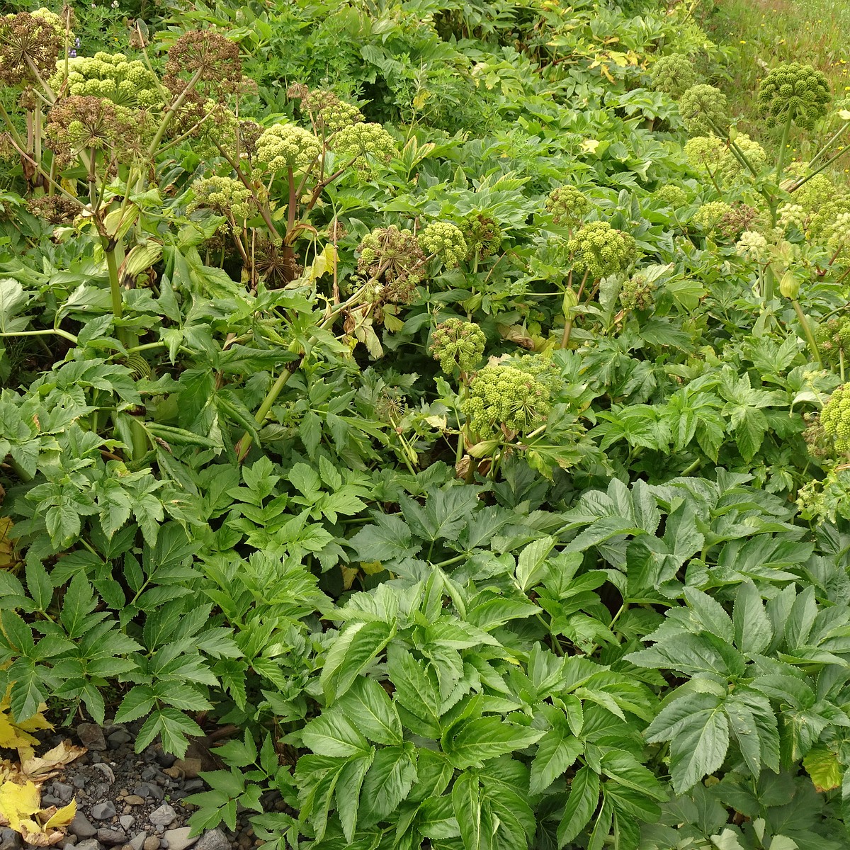 Angelica archangelica 25-Jul-19 _ 15_00_28