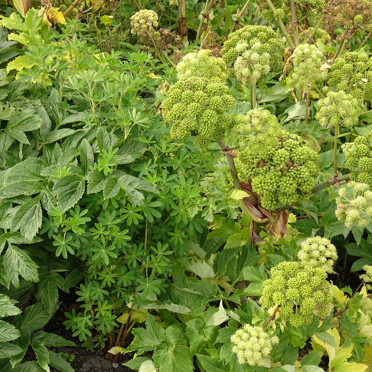 Angelica archangelica 25-Jul-19 _ 15_00_32