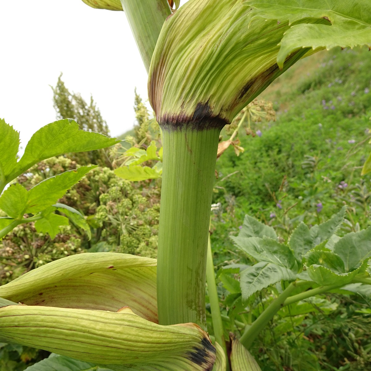 Angelica archangelica 25-Jul-19 _ 15_17_28