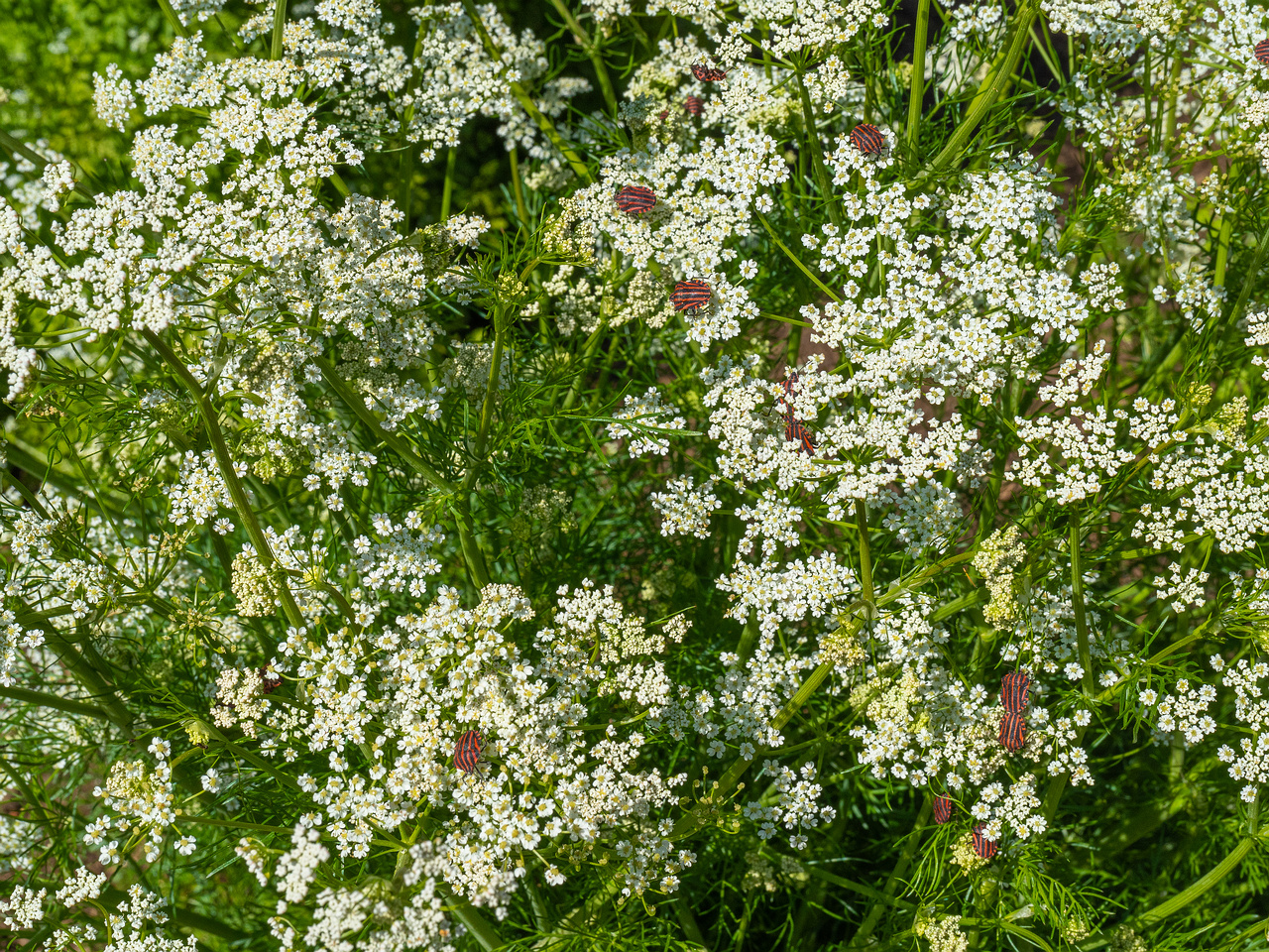 _tallinna_botaanikaaed_june-303588