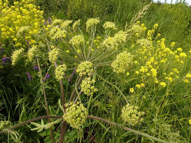 Борщевик сибирский - Heracleum sibiricum