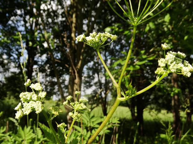Бутень ароматный - Chaerophyllum aromaticum