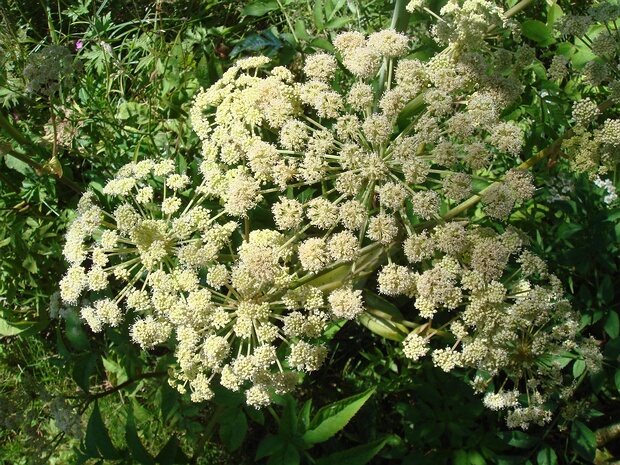 Дудник лесной - Angelica sylvestris