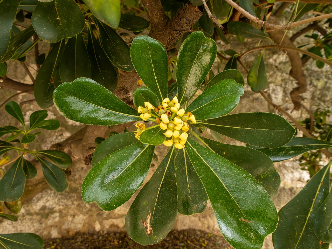 Pittosporum tobira _2025-05-11_1-1
