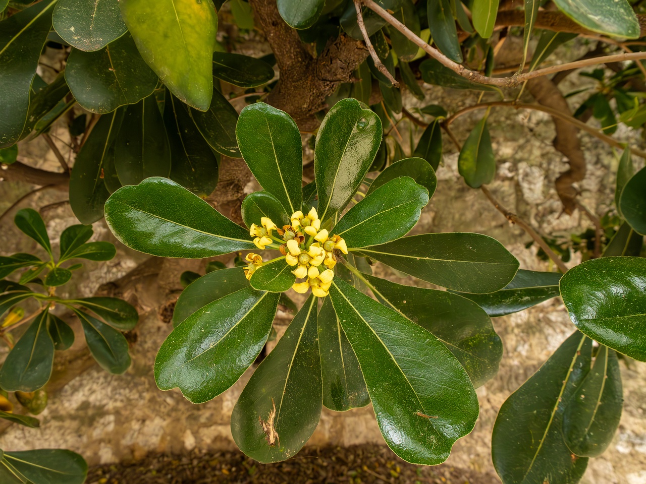 Pittosporum tobira _2025-05-11_1-2