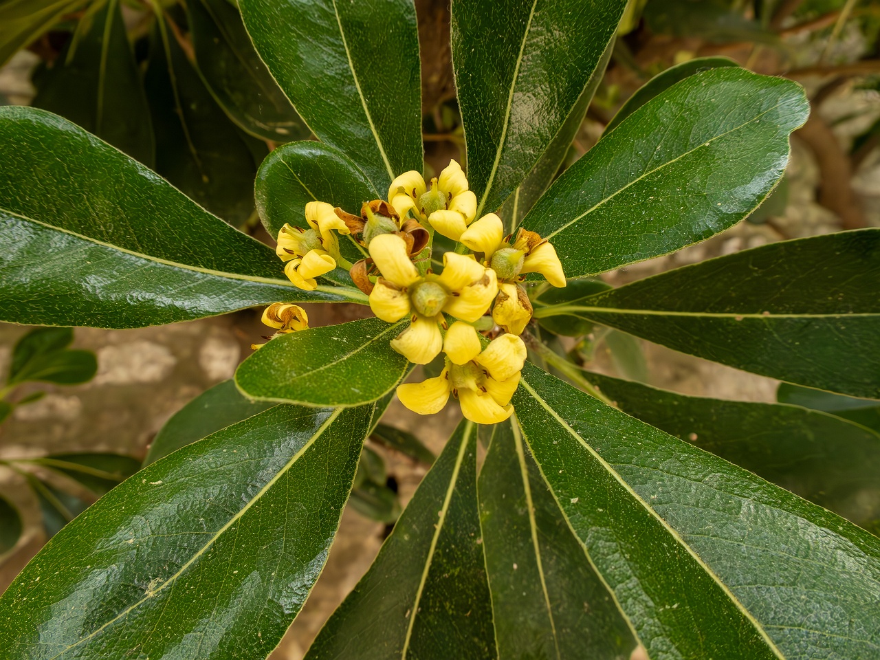 Pittosporum tobira _2025-05-11_1-3