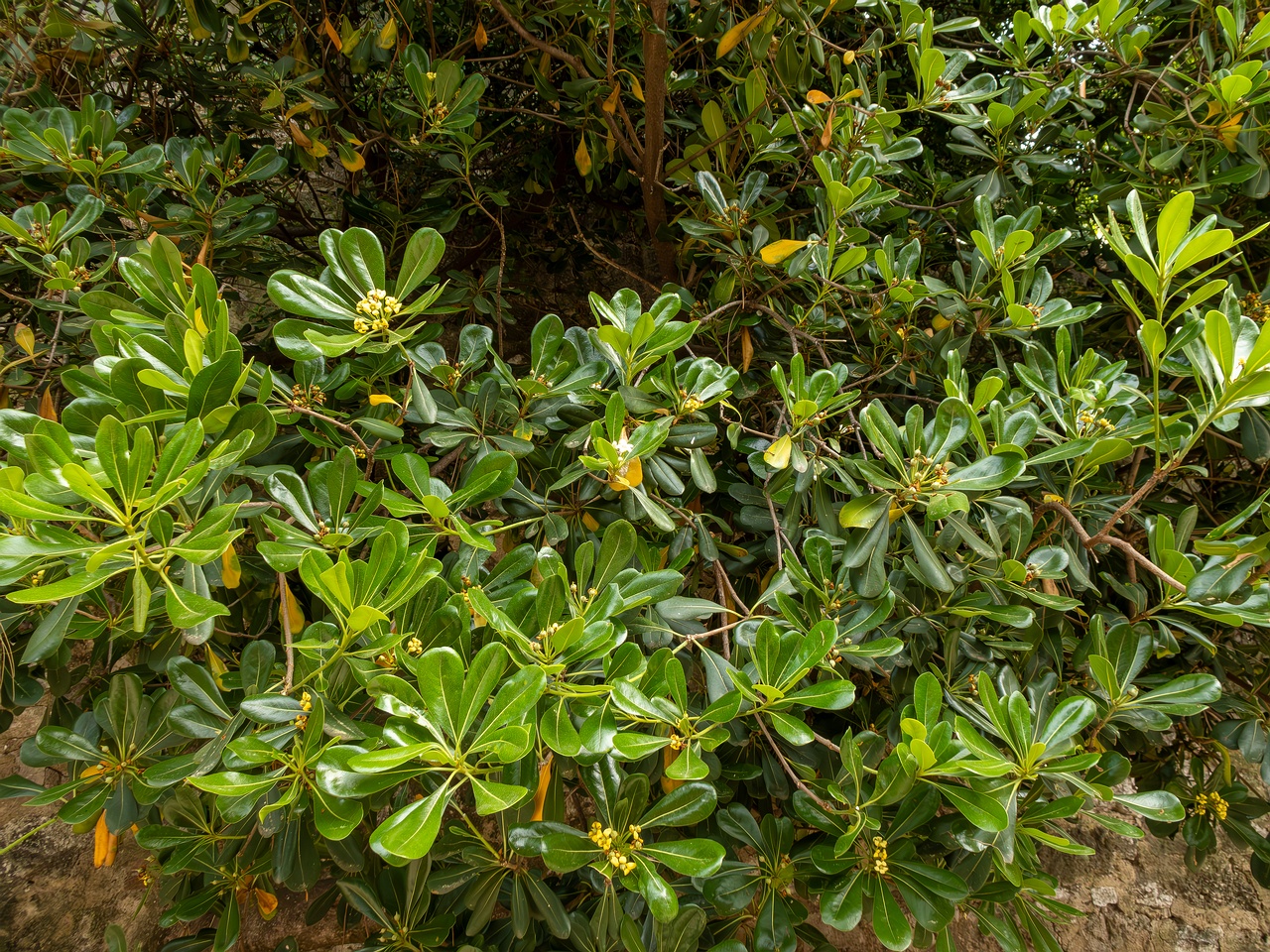 Pittosporum tobira _2025-05-11_1-5