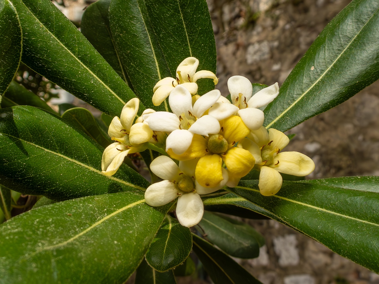 Pittosporum tobira _2025-05-11_1-6