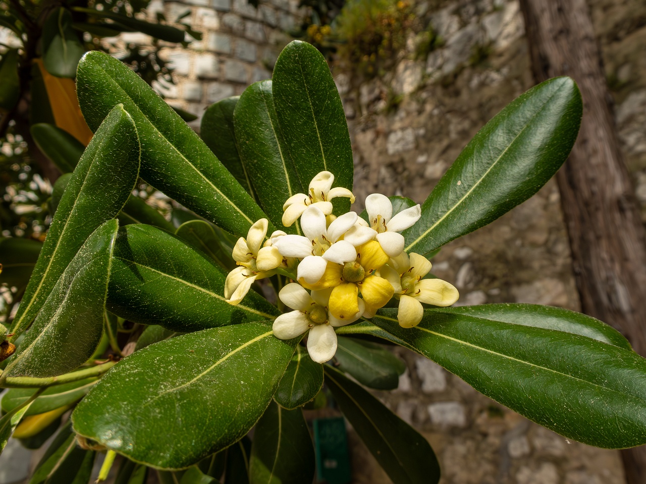 Pittosporum tobira _2025-05-11_1-7