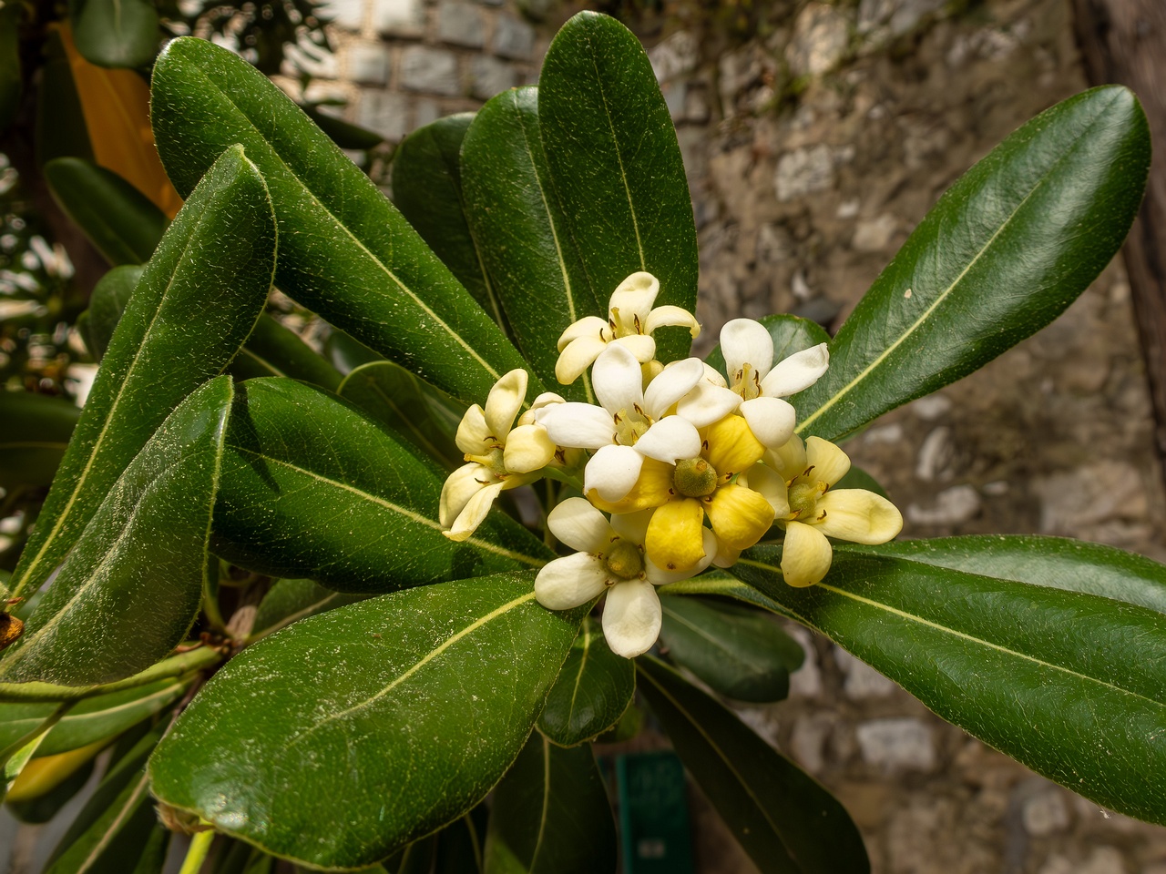 Pittosporum tobira _2025-05-11_1-8