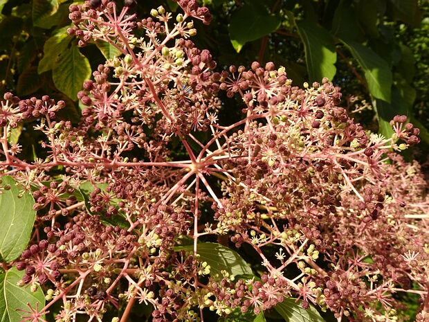 Аралиевые - Araliaceae The Araliaceae are a family of flowering plants, also known as the aralia family (after its type genus Aralia) or ivy...