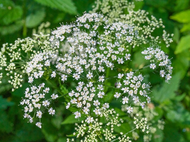 Сельдереевые - Apiaceae Apiaceae or Umbelliferae, is a family of mostly aromatic flowering plants named after the type genus Apium and commonly...