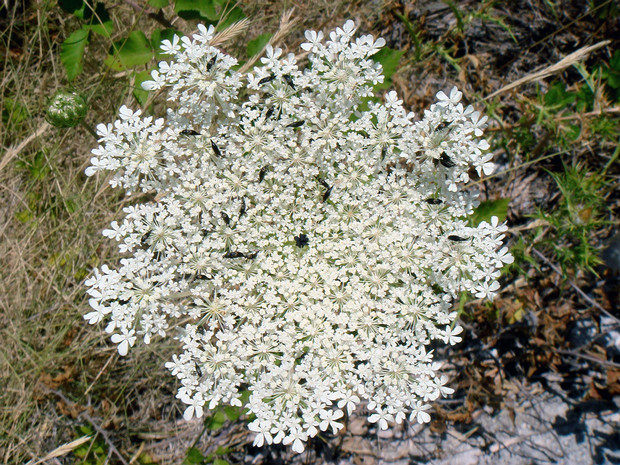 Сельдереевые - Apiaceae Apiaceae or Umbelliferae, is a family of mostly aromatic flowering plants named after the type genus Apium and commonly...