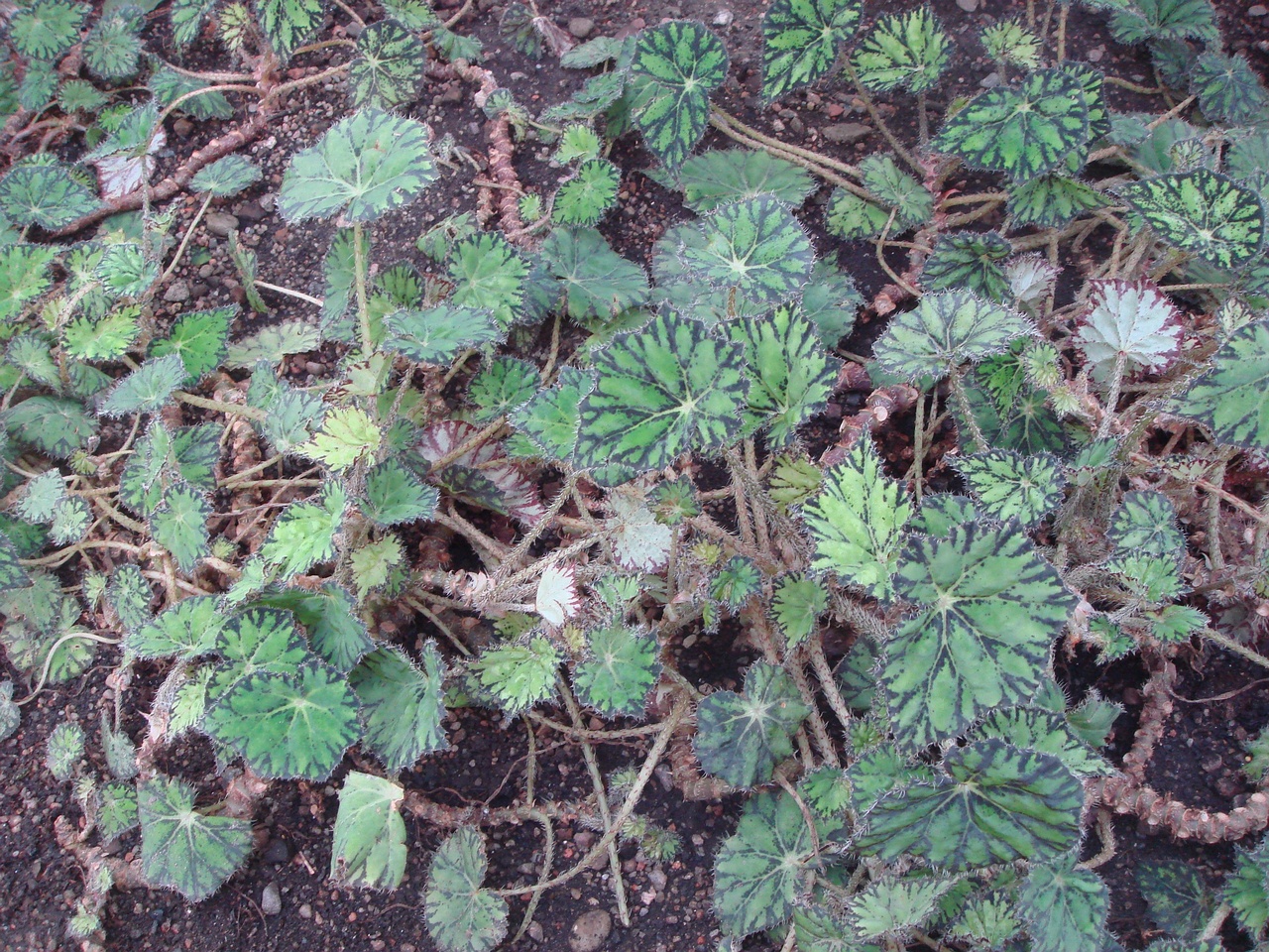 DSC06758