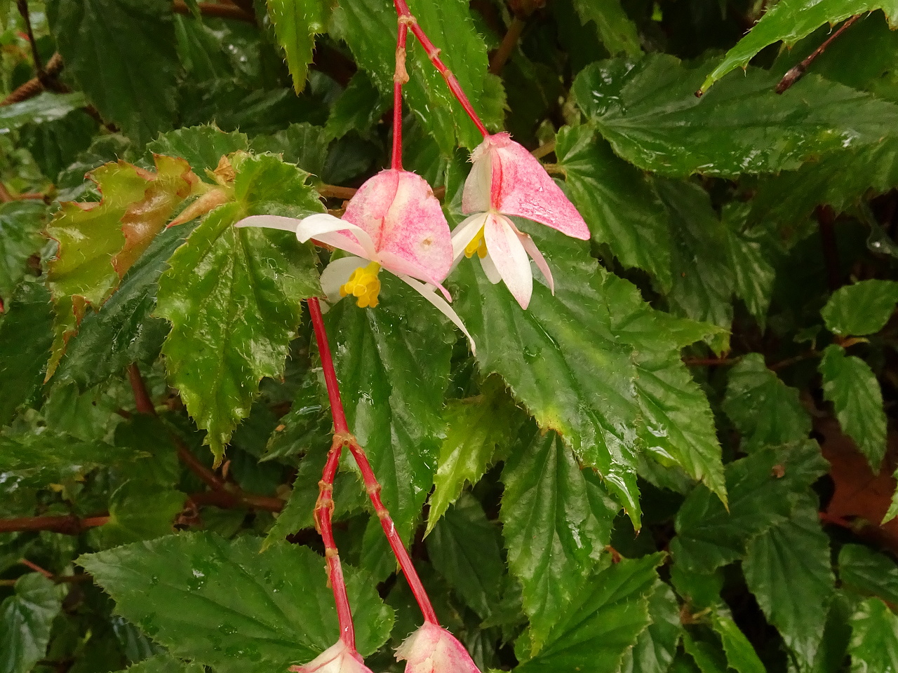 DSC07606
