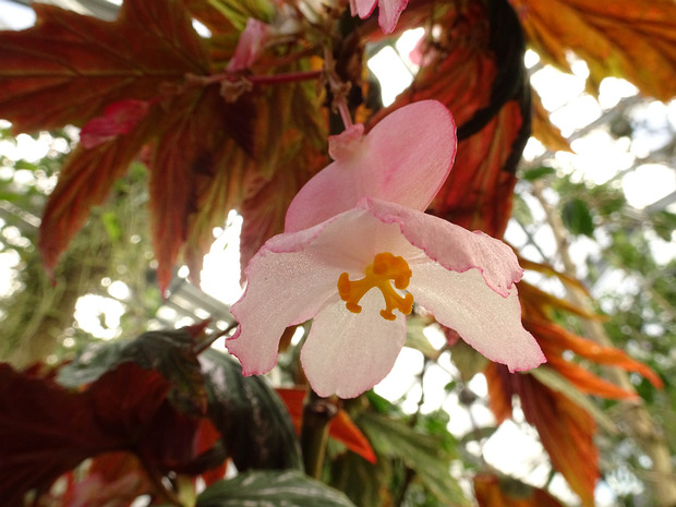 Бегония деликатная - Begonia delicosa