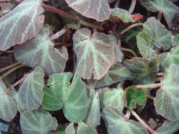 Бегония изменчивая - Begonia soli-mutata