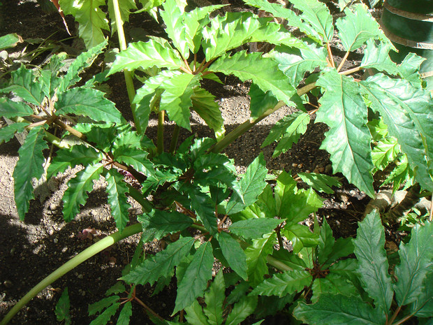 Бегония каролинолистная - Begonia carolineifolia