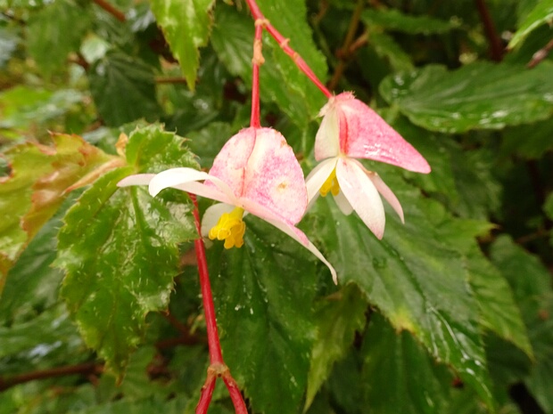 Бегония остолистная - Begonia acutifolia