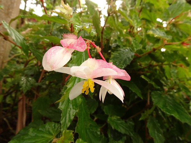 Бегония остолистная - Begonia acutifolia
